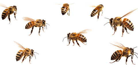 A group of honeybees are flying in the air with a transparent background and their wings are transparent png