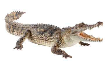 Fototapeta premium A young crocodile showcasing its powerful jaws in a dramatic pose against a stark white background.