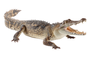 A young crocodile showcasing its powerful jaws in a dramatic pose against a stark white background.