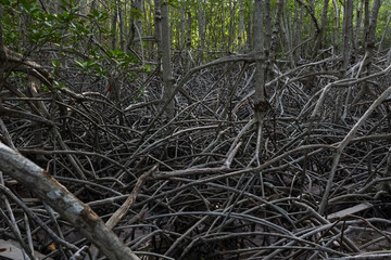 View rainforest jungle of mangrove trees and show roots.Trail extends under shady tree.Tropical exotic travel.Global warming and save the world concept.