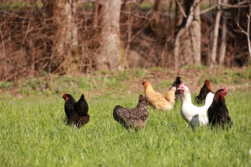 A group of chickens are walking in a field