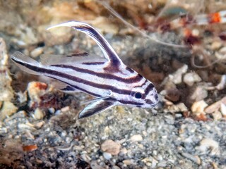 Juvenile High Hat (Pareques acuminatus) at the Blue Heron Bridge, Riviera Beach, Florida