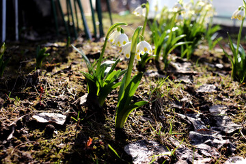 Flowers of the gravetye giant leucojum in partial shade with a web on a sunny spring day in the garden - horizontal color photo, close-up