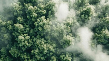 Tropical rainforest canopy with layers of green foliage and mist