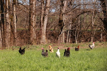 A flock of chickens are walking through a grassy field