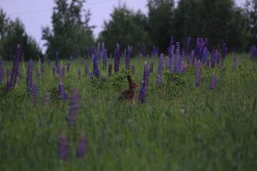 white hare in thick summer grass © алексей семиколенных