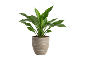 Potted peace lily plant