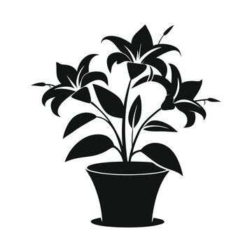 black lily plant in pot clip art preview