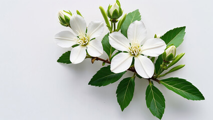 Naklejka premium Delicate White Flowers With Green Leaves And Buds On A White Background
