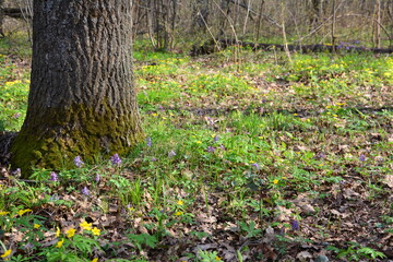 Springtime in the Forest Sunlight on Trees and Wildflowers