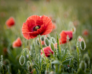 Naklejka premium Poppy Flower Bloom In Meadow Beautiful Summer Floral Scene Close Up