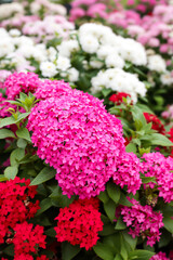 Obraz premium close-up view of vibrant pink and red flowers in full bloom