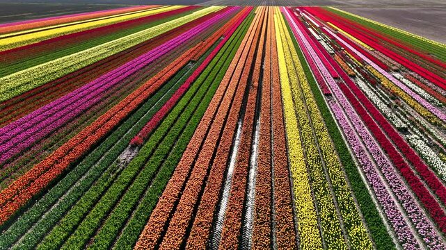 Spring brings a spectacular display of tulip flowers across the fields of Flevoland in the Netherlands. A mesmerizing landscape features rows of colorful blooms in full bloom, attracting visitors.