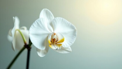 Obraz premium Delicate white orchid blossom, pristine background , peaceful, serene