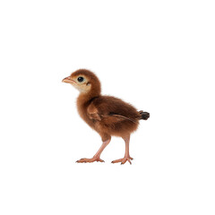 Fototapeta premium fluffy brown chick stands on transparency background, showcasing its delicate features and tiny legs. chick soft feathers and curious expression evoke sense of innocence and new beginnings
