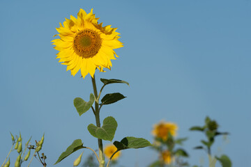 Bright yellow sunflower in a field meadow deep clear blue sky evening sunlight