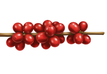 Coffee beans on branch
