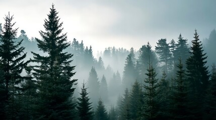 Misty Pine Forest Landscape in the Morning Light
