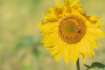 Bright yellow sunflower with bee yellow green background