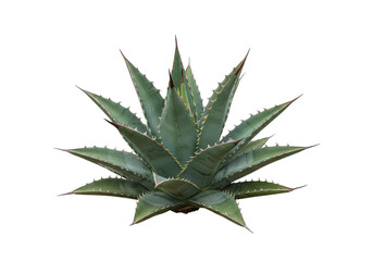 Agave plant, isolated
