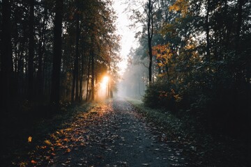 Obraz premium Misty Forest Path with Autumn Leaves and Sunlight Rays in Nature