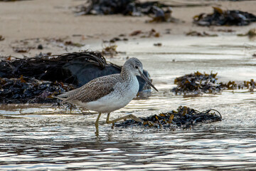 Common Greenshank (Tringa nebularia)
