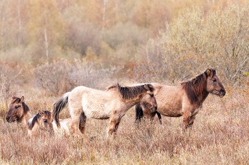 Konik horses in the dutch nature reserve Lauwersmeer, in the North of Groningen. © Goldilock Project
