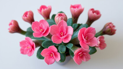 Fototapeta premium Crown Of Thorns Plant With Pink Blossoms And Flower Buds Overhead View