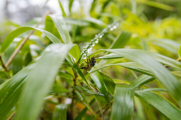 Green Jungle Details - Bee Resting on Fresh Bamboo Leaf