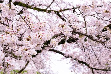 Fototapeta premium 神奈川県小田原市 春の小田原城の桜