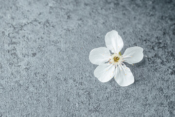 Delicate white flower lying on textured gray surface in soft light