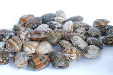 Clams on white background. Seafood.