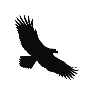 Silhouette of osprey in black isolated on white background