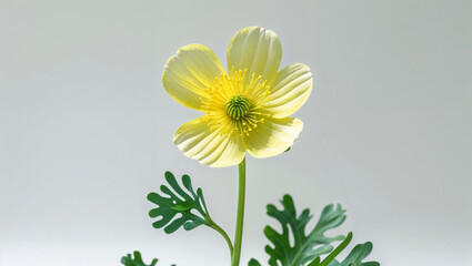 Obraz premium Single Pale Yellow Flower With Green Leaves On A Light Background