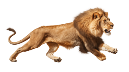 A full body side view of a lion running with its mouth slightly open isolated on transparent background	