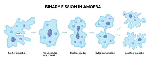 Vector illustration of an amoeba proceeding through binary fission, demonstrating cell division in biology. Perfect for educational and scientific reference.