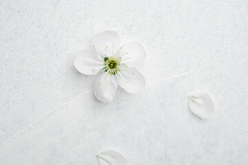 Delicate white flower resting on a soft surface with scattered petals