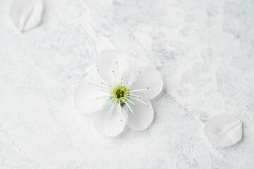 Delicate white blossom rests gracefully on a soft textured surface