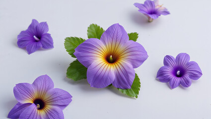 Fototapeta premium Purple Blooming Flowers With Green Leaves On A White Background Minimalist Style