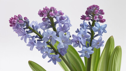 Obraz premium Purple And Blue Hyacinth Flowers Blooming Fresh Spring Flower Display White Background