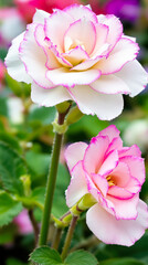 Obraz premium two delicate pink and white flowers in full bloom