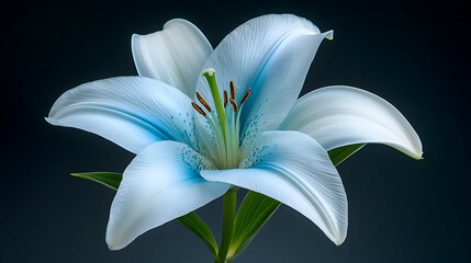 Close-Up of a Blue and White Stargazer Lily Against a Dark Background