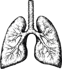 Black and white anatomical drawing of human lungs with detailed bronchi. Vector illustration