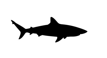 Obraz premium Shark Silhouette Design