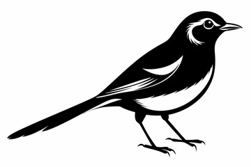 Wagtail silhouette black vector