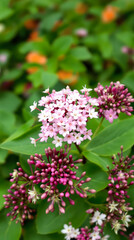 Obraz premium close-up view of a cluster of delicate pink flowers blooming in a .