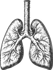 Black and white vintage illustration of human lungs with trachea. Vector illustration