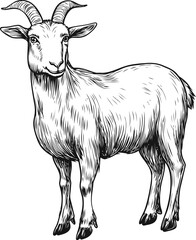 Fototapeta premium Detailed black and white illustration of a goat with prominent horns, woodcut style. Vector illustration