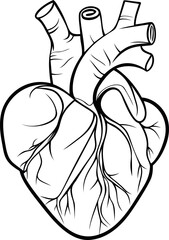 Illustrative black and white anatomical heart drawing with detailed vessels lines. Vector illustration