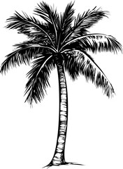 Black and white illustration of a palm tree in tropical style. Vector illustration